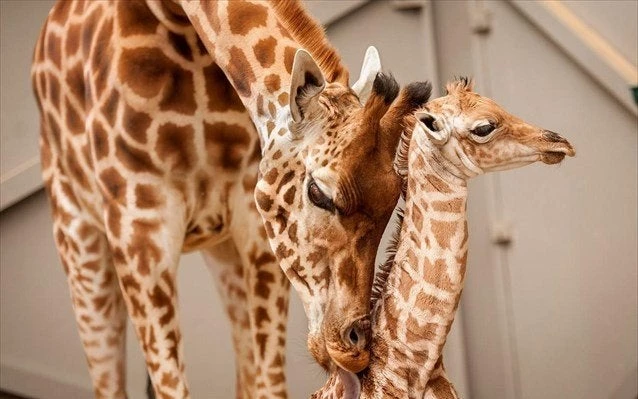 Απειλούνται με εξαφάνιση είδη καμηλοπάρδαλης